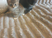 Cross Bengal kittens