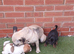 Jug Puppies