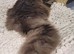 New Forest Cat for sale