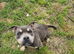Pocket bully male