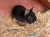 Male&Female Netherland Dwarf