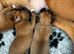 Champion breed boxer puppies