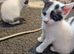 4 female kittens ready to leave now