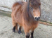 Registered miniature Shetland filly