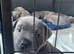 KC reg Blue Staff Puppies