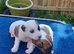 2 jack russell dog pups