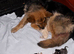 Beautiful German Shepherd Puppies