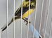 BEAUTIFUL COLOUR MALE CANARY