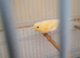 One baby red mosaic canary