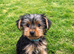 Tiny Yorkshire Terriers