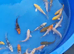 koi &pound;5 each normal and butterfly