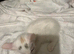 Kittens for sale