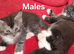 Stunning Maine Coon kittens
