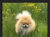 Orange teddy bear faced Pomeranian