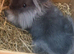 Dwarf male grey lion lop head