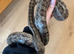 Corn Snake and Enclosure