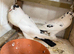 Pouters breeding pair