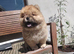 Chow chow puppies