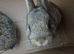 5 Agouti colored Netherland Dwarf Rabbits