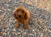 Gorgeous F1 cockapoo puppies