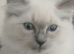 2 gorgeous female ragdolls available