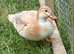 Call duck mixed pair or trio