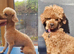 Toy poodle male for sale