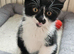Gorgeous tuxedo kitten ready 5th July