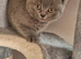 Beautiful blue British shorthair girl
