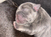 French bulldog puppies