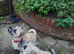Two friendly little dogs