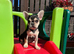 French Bulldog Puppy!!!