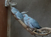 Diamond Doves Breeding Colony X 11