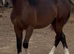 Sec d yearling colt