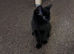 Black Kitten &ndash; 9 weeks old &ndash; Looking for a loving home