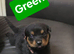 STUNNING LARGE ROTTWEILER PUPPIES – 6 GIRLS & 5 BOYS