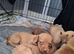 Dachshund x