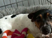 Jack russell