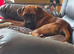 Boxer puppy 6 months old