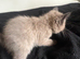 Ragdoll pure bred kitties Rare mink chocolate seal & seal point