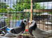 Iranian pigeons