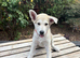White Swiss shepherd cross Low content wolf dog puppies