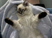 Beautiful Ragdoll 8 months old