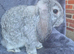 Stunning bunnies ready this weekend
