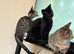 Adorable X Bengal kitties looking for loving homes