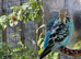 Pet Budgies