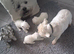 Westie puppies