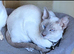 Male Lilac point Siamese
