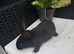 Giant conti cross flemish giant