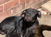 Staffy puppies